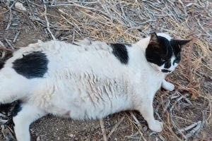 Η διάσημη γάτα των Χανίων έγινε viral, λατρεύεται στο TikTok και έγινε σημείο στο Google Maps