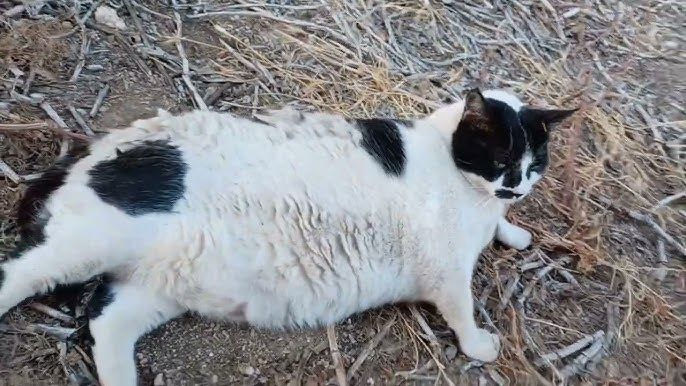 Η διάσημη γάτα των Χανίων έγινε viral, λατρεύεται στο TikTok και έγινε σημείο στο Google Maps