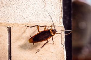 Αυξάνονται οι πληθυσμοί κατσαρίδας – Γίνονται ανθεκτικότεροι στις απεντομώσεις