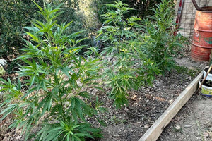 Ρέθυμνο: Η έρευνα σε σπίτι οδήγησε σε υπαίθριο κήπο κάνναβης