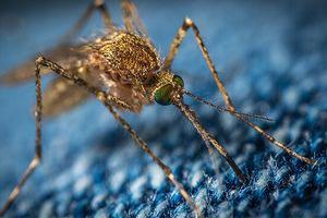 ΕΟΔΥ: 4 κρούσματα της λοίμωξης του ιού του Δυτικού Νείλου στην Αττική