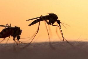 Γιατί τα κουνούπια κάποιους τσιμπούν συνεχώς και άλλους όχι