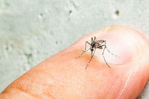 Κουνούπια: Τα 3 πιο επικίνδυνα είδη και οι 4 απειλητικοί ιοί που μεταδίδουν