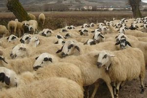 «Κύμα αποχωρήσεων» από βιολογική κτηνοτροφία και μελισσοκομία υπό το φόβο των ελέγχων