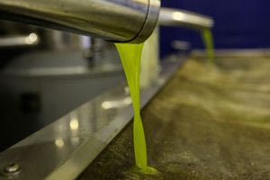 Ισορροπία στην αγορά ελαιολάδου στην Κρήτη – Μείωση αποθεμάτων σταθεροποίηση τιμών