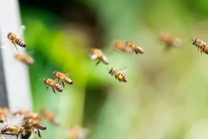 Επίθεση μελισσών στη Γαλλία: 24 τραυματίες, τρεις σε κρίσιμη κατάσταση