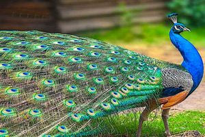 Παρουσιάστρια του BBC έγινε viral όταν μιμήθηκε το παγώνι “on air”