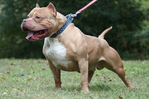 Φρίκη στο Οχάιο: Μητέρα έδεσε με χειροπέδες τον 6χρονο γιο της και άφησε πίτμπουλ να του επιτεθεί