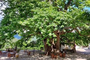 Ένας παθογόνος μύκητας σκοτώνει τα πλατάνια της Ελλάδας