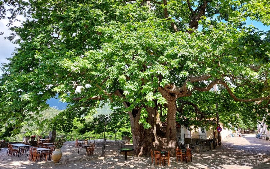 Ένας παθογόνος μύκητας σκοτώνει τα πλατάνια της Ελλάδας
