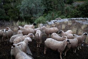 Ηράκλειο: Ζωοκλέφτες έτρεψαν σε φυγή αστυνομικούς – Φόβοι για δημιουργία νέου άβατου