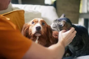 Ζώα συντροφιάς: Οι υποχρεώσεις των κηδεμόνων και τα πρόστιμα – Τι προβλέπει ο νόμος