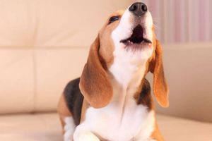 Υπουργείο Τουρισμού: Θεσμοθετείται σήμα τουριστικού καταλύματος φιλικού προς τα ζώα συντροφιάς