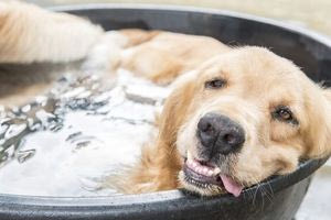 Καύσωνας και κατοικίδια: Οδηγός επιβίωσης για σκύλους και γάτες