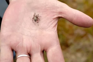 Τσίμπημα από αράχνη: Έως και θανατηφόρο – Η αντιμετώπιση που σώζει