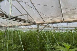 640 δενδρύλλια κάνναβης εκριζώθηκαν στα Χανιά – Συνελήφθη 46χρονος