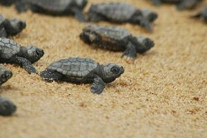 Θαλάσσιες χελώνες: Πιο νωρίς από ποτέ ξεκίνησε η περίοδος εκκόλαψης του 2025