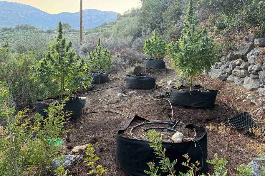 Καλλιεργούσαν δενδρύλλια στο θερμοκήπιο – Συνελήφθησαν 2 άνδρες με 1,5 κιλό κάνναβη