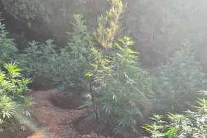 Μεγάλη χασισοφυτεία σε φαράγγι – Εντοπίστηκαν 180 δενδρύλλια και συνελήφθησαν δύο άτομα