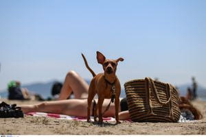 Πάμε για μπάνιο με το κατοικίδιο μας; Τι συμβαίνει στο Ηράκλειο;