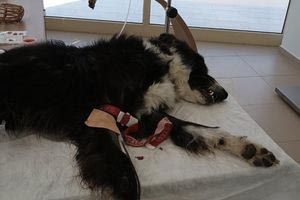 Ο σκύλος που έσωσε τη ζωή του φίλου του – Μια συγκινητική πράξη