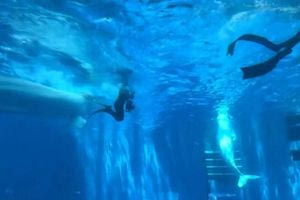 Φάλαινα δάγκωσε δύτες σε ενυδρείο μπροστά στα έκπληκτά μάτια επισκεπτών