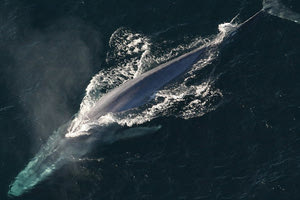 Οι γαλάζιες φάλαινες «σιώπησαν» μυστηριωδώς και οι επιστήμονες «ήχησαν» συναγερμό