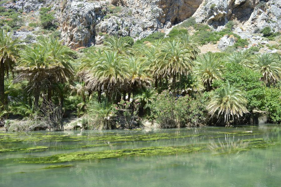 Η τεχνογνωσία από τα Κανάρια Νησιά… απειλεί το «κόκκινο σκαθάρι» στα φοινικοδάση της Κρήτης