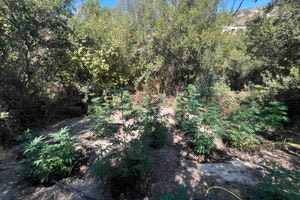 Ρέθυμνο: Εντοπίστηκε χασισοφυτεία – Συνελήφθησαν δύο άτομα