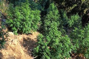 Σύλληψη για καλλιέργεια κάνναβης και κατοχή πολεμικού υλικού στο Ρέθυμνο