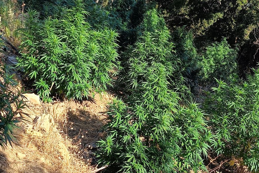 Σύλληψη για καλλιέργεια κάνναβης και κατοχή πολεμικού υλικού στο Ρέθυμνο