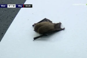 Μια νυχτερίδα «έκλεψε» την παράσταση στο φιλικό του Ολυμπιακού με τη Χέρενφεν