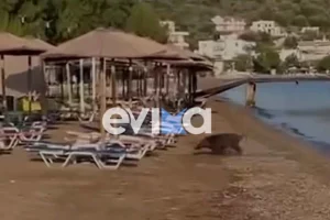 Εύβοια: Αγριογούρουνο «έκανε μπάνιο» αμέριμνο σε παραλία (vid)