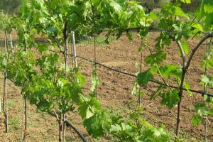 Ηράκλειο: Μεγάλες ζημιές σε αμπέλια και ελιές από τον καύσωνα