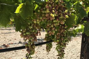 Μάχη επιβίωσης στα αμπέλια στο Ηράκλειο- Τριπλό πλήγμα από χαλάζι, καύσωνα και λειψυδρία