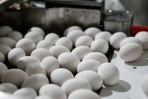 Καθησυχαστικοί οι επιστήμονες για τα ελληνικά αυγά: «Τα αιώνια χημικά βρίσκονται σε όλες τις τροφές»