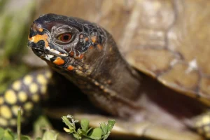 Κινέζος τοποθέτησε 850 χελώνες μέσα σε κάλτσες και τις εξήγαγε στο Χονγκ Κονγκ