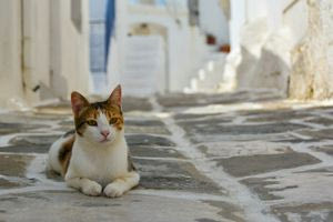 Ούτε οι παραλίες, ούτε τα μνημεία της Ελλάδας: Οι γάτες κλέβουν τις εντυπώσεις στα social media (βίντεο)