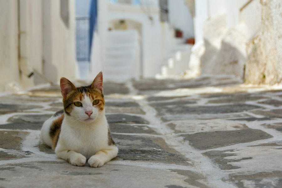 Ούτε οι παραλίες, ούτε τα μνημεία της Ελλάδας: Οι γάτες κλέβουν τις εντυπώσεις στα social media (βίντεο)