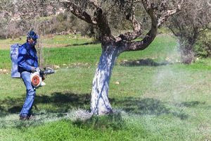 Χωρίς φάρμακα για τη δακοκτονία η Περιφέρεια Κρήτης (βίντεο)