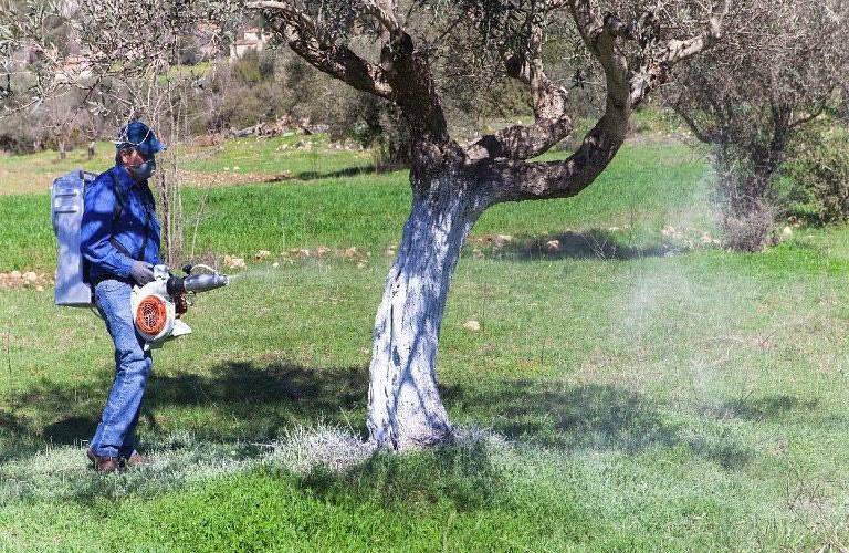 Χωρίς φάρμακα για τη δακοκτονία η Περιφέρεια Κρήτης (βίντεο)