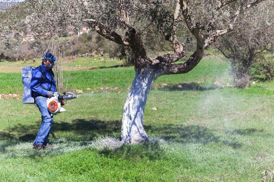 Ηράκλειο: «Ιδιαίτερα δύσκολη» υπόθεση ο δάκος φέτος – Σε τι στάδιο βρίσκονται οι ψεκασμοί