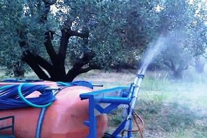 Δύσκολη η χρονιά για τους ελαιώνες του Ηρακλείου – Καθημερινή η μάχη με το δάκο