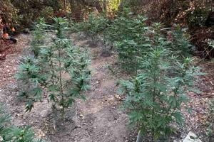 Δόυ φυτείες κάνναβης εντόπισαν οι αστυνομικοί στον Μυλοπόταμο