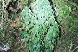 Αστυνομική επιχείρηση στα Χανιά: Επτά κιλά κάνναβη, δενδρύλλια και όπλα στην κατοχή τριών Χανιωτών