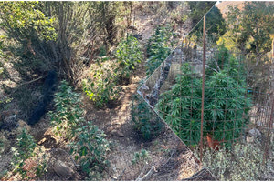 Ρέθυμνο: Εντοπίστηκαν εννέα φυτείες κάνναβης – Αναζητούνται οι δράστες