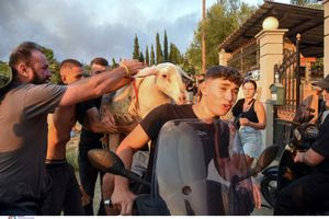 Εθελοντές στην Πάτρα διασώζουν ζωάκια από την πυρκαγιά (φωτογραφίες)