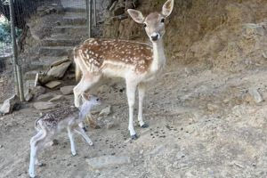 Μονή Αγίου Παντελεήμονος : Η Νίκη, το ελαφάκι μεγάλωσε την κιβωτό της