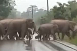 Γιαγιά ελεφαντίνα «ευχαρίστησε» τους ανθρώπους που άφησαν το κοπάδι να διασχίσει τον δρόμο (Video)