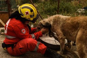 Ηράκλειο: Δράση για την Παγκόσμια Ημέρα Σκύλου από τον Ελληνικό Ερυθρό Σταυρό